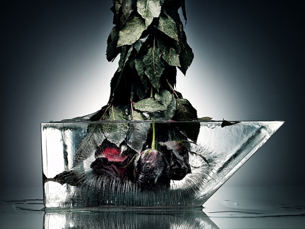 Photograph Pedro Dimitrow Roses Ice on One Eyeland